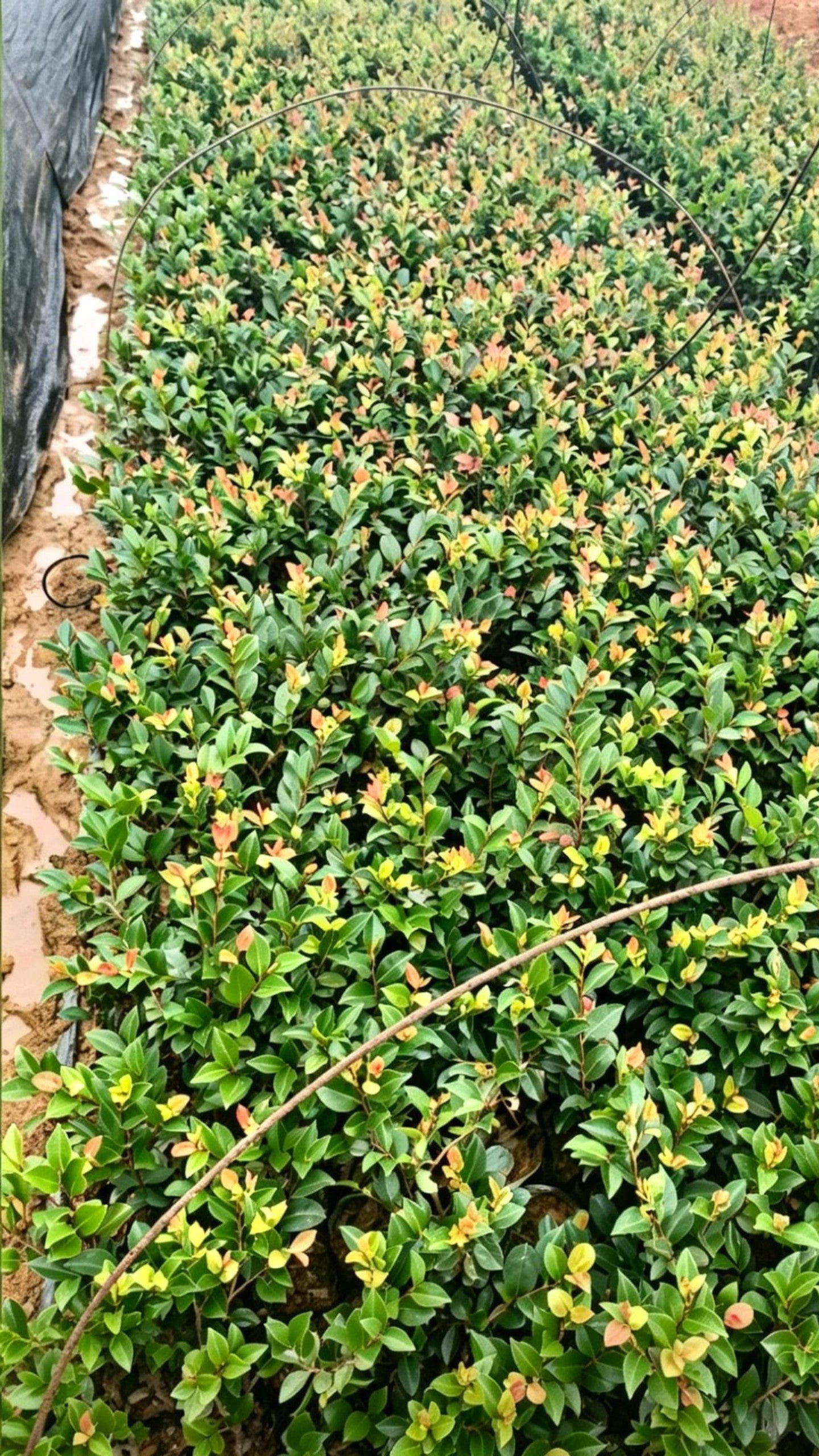 Sasanqua Camellia Camellia sasanqua - Detail 2