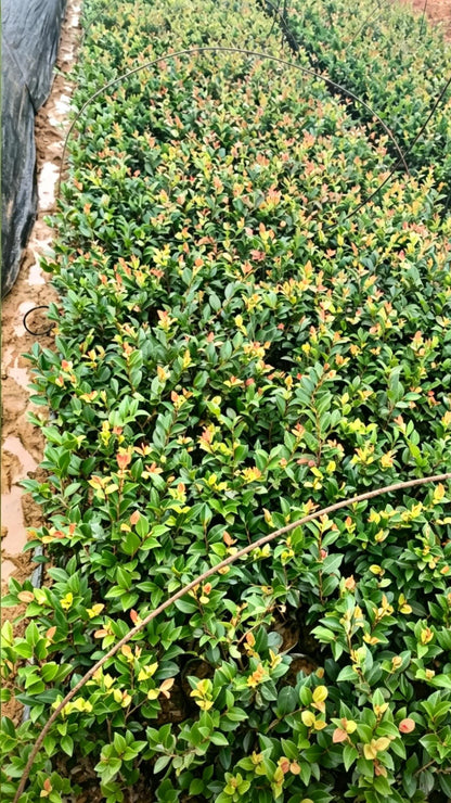 Sasanqua Camellia Camellia sasanqua - Detail 2