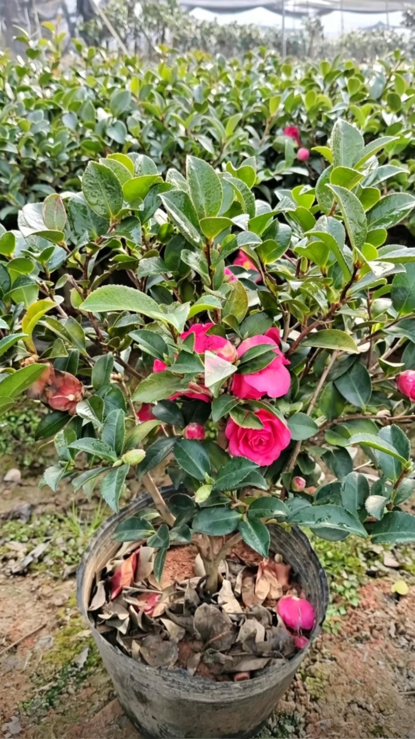 Sasanqua Camellia Camellia sasanqua - Detail 5