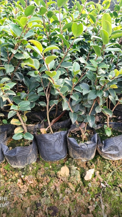 Sasanqua Camellia Camellia sasanqua - Detail 6