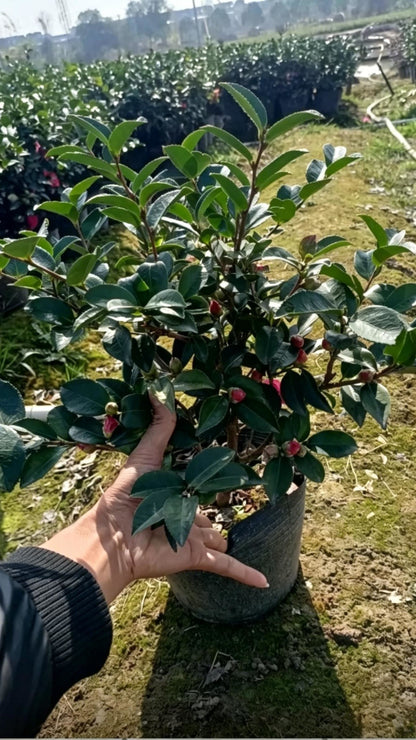 Sasanqua Camellia Camellia sasanqua - Main