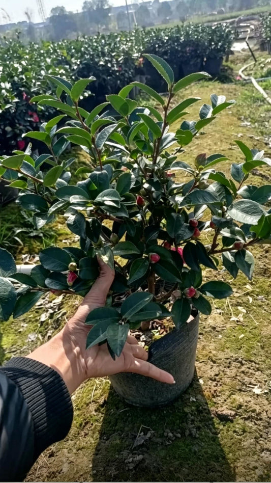 Sasanqua Camellia Camellia sasanqua - Main