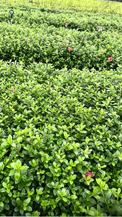 Satsuki Azalea Rhododendron - Detail 4