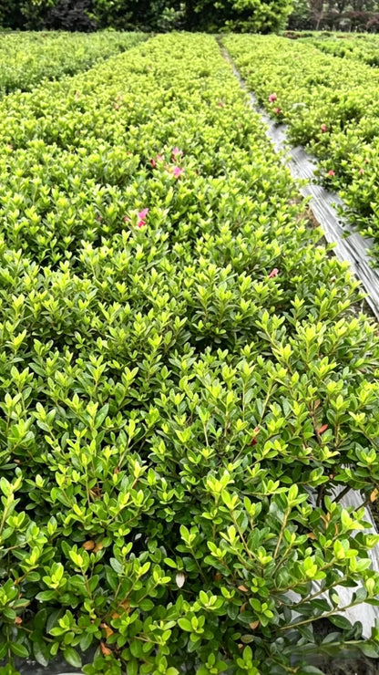 Satsuki Azalea Rhododendron - Detail 5