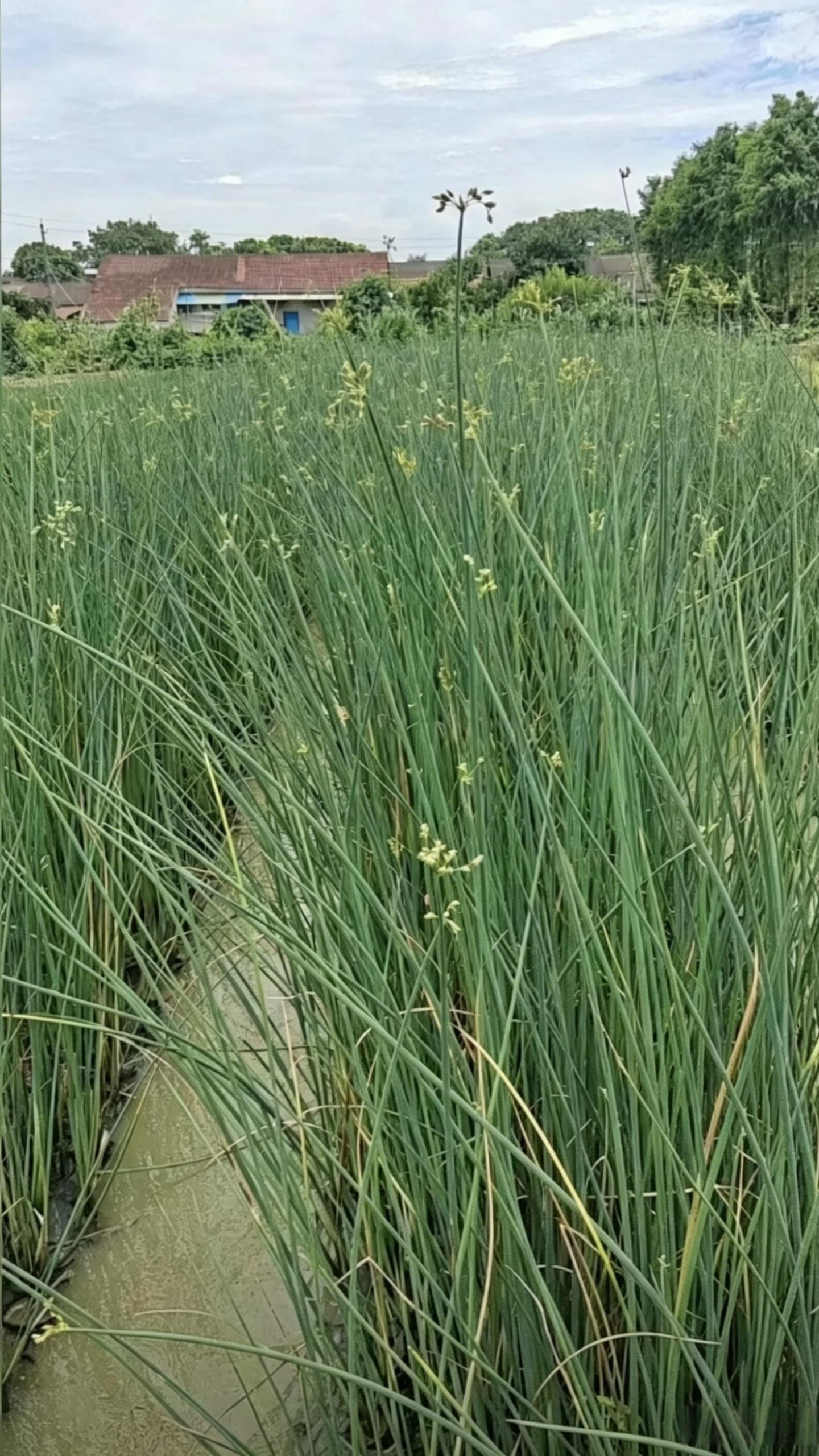 Softstem Bulrush Schoenoplectus tabernaemontani - Detail 1