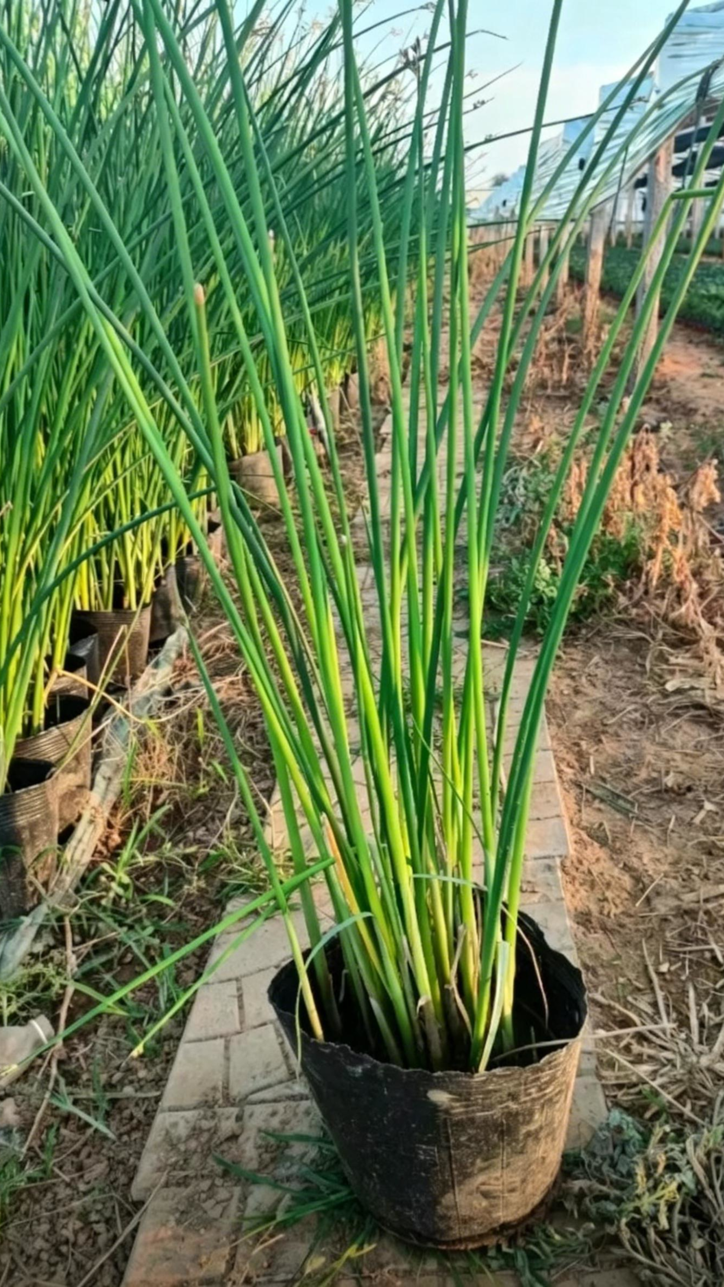 Softstem Bulrush Schoenoplectus tabernaemontani - Detail 2