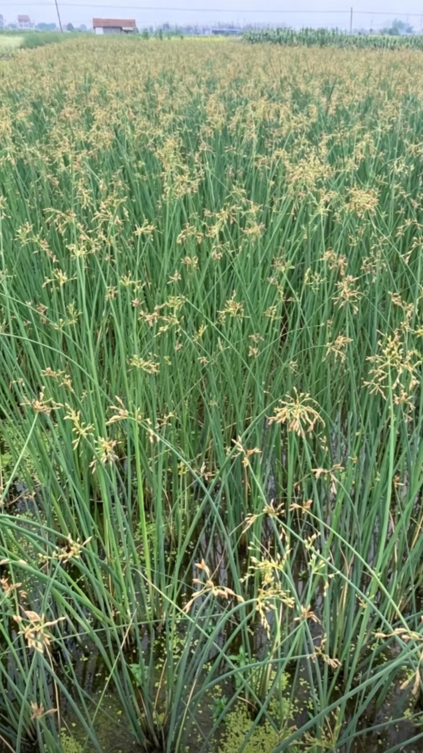 Softstem Bulrush Schoenoplectus tabernaemontani - Main