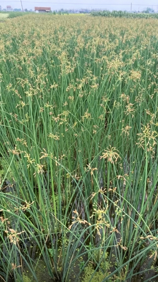 Softstem Bulrush Schoenoplectus tabernaemontani - Main