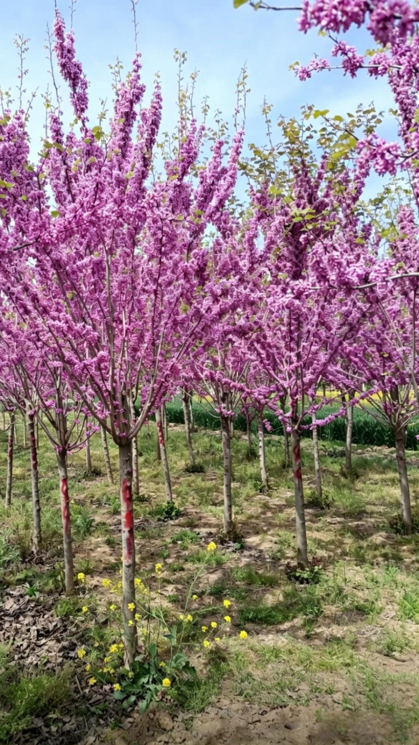 Standard Chinese Redbud Cercis chinensis - Detail 1
