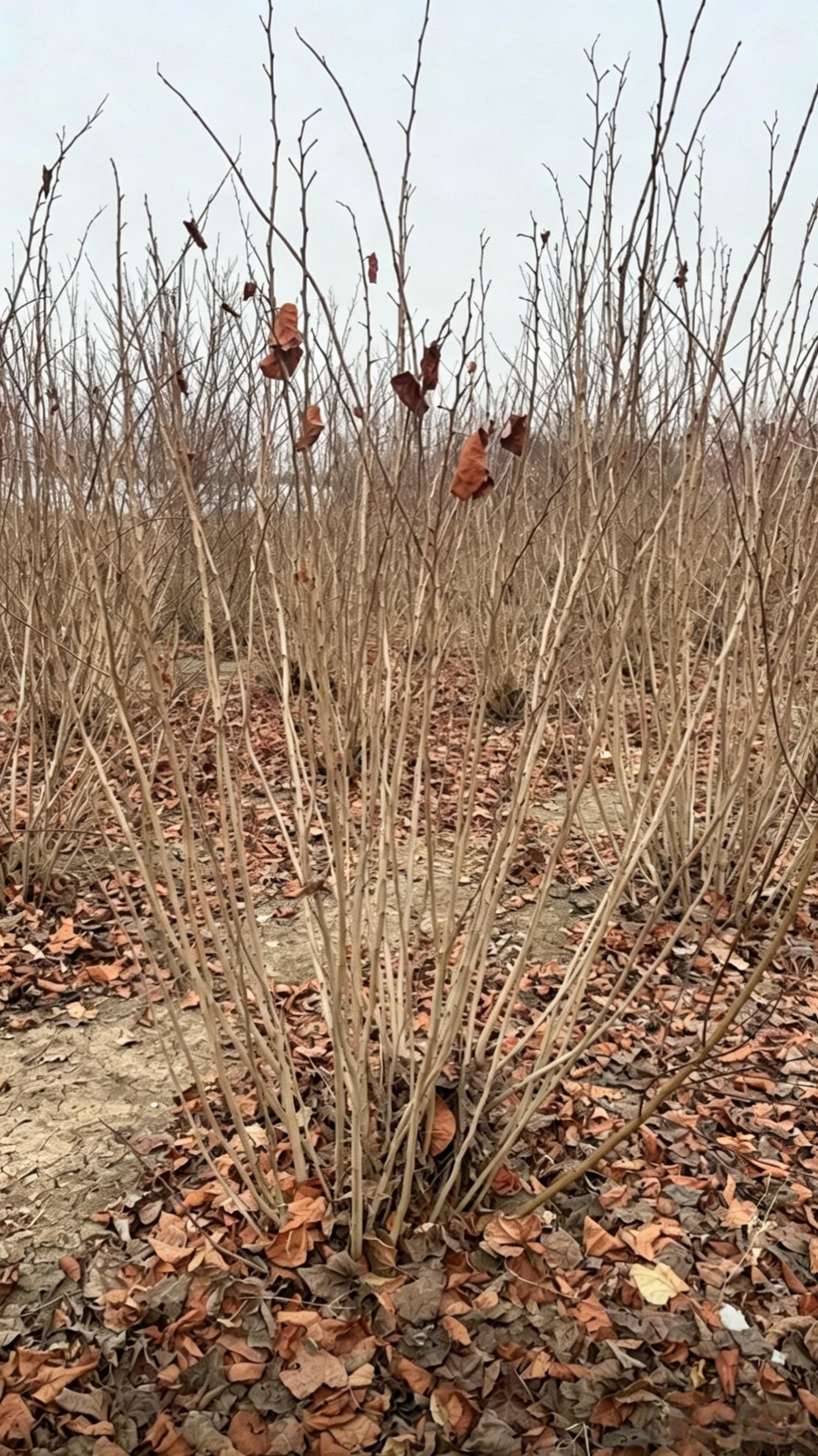Standard Chinese Redbud Cercis chinensis - Detail 10