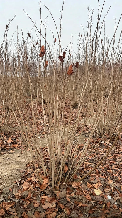 Standard Chinese Redbud Cercis chinensis - Detail 10