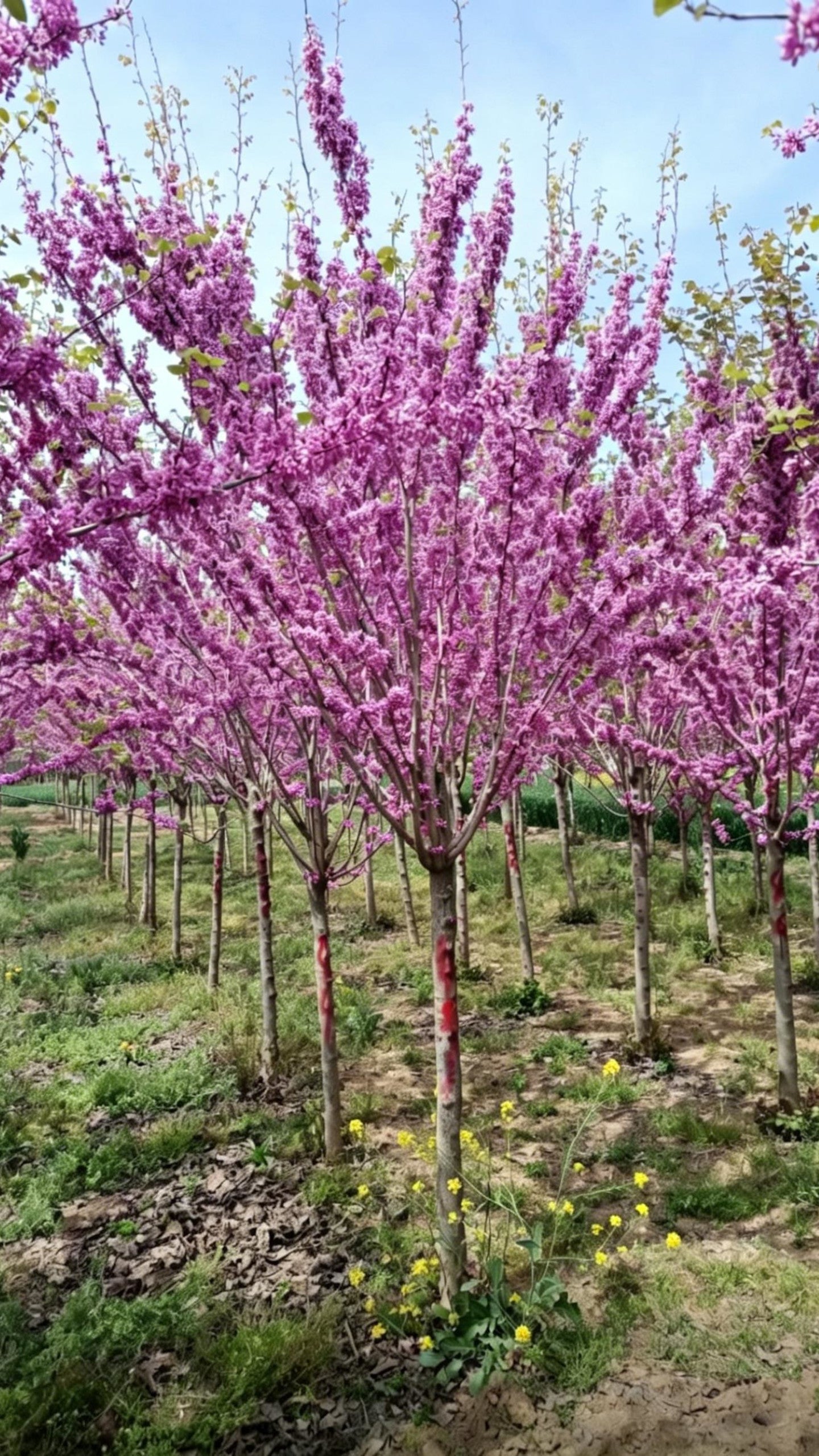 Standard Chinese Redbud Cercis chinensis - Detail 2