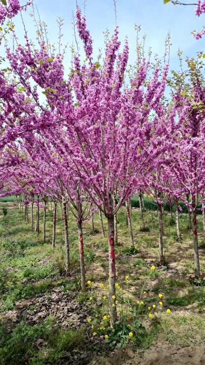 Standard Chinese Redbud Cercis chinensis - Detail 2