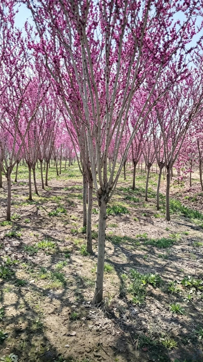 Standard Chinese Redbud Cercis chinensis - Detail 3