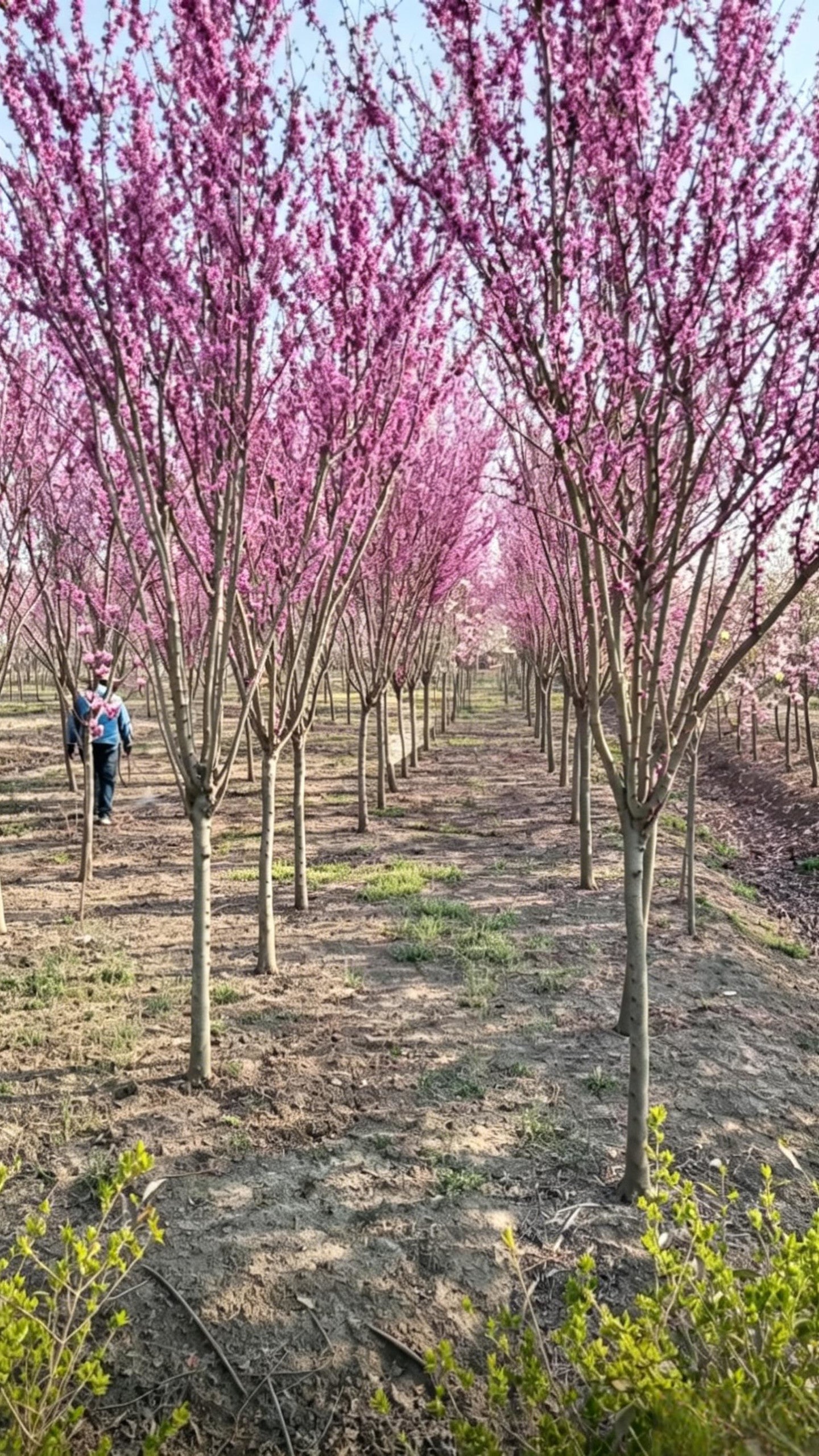 Standard Chinese Redbud Cercis chinensis - Detail 4