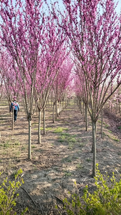 Standard Chinese Redbud Cercis chinensis - Detail 4