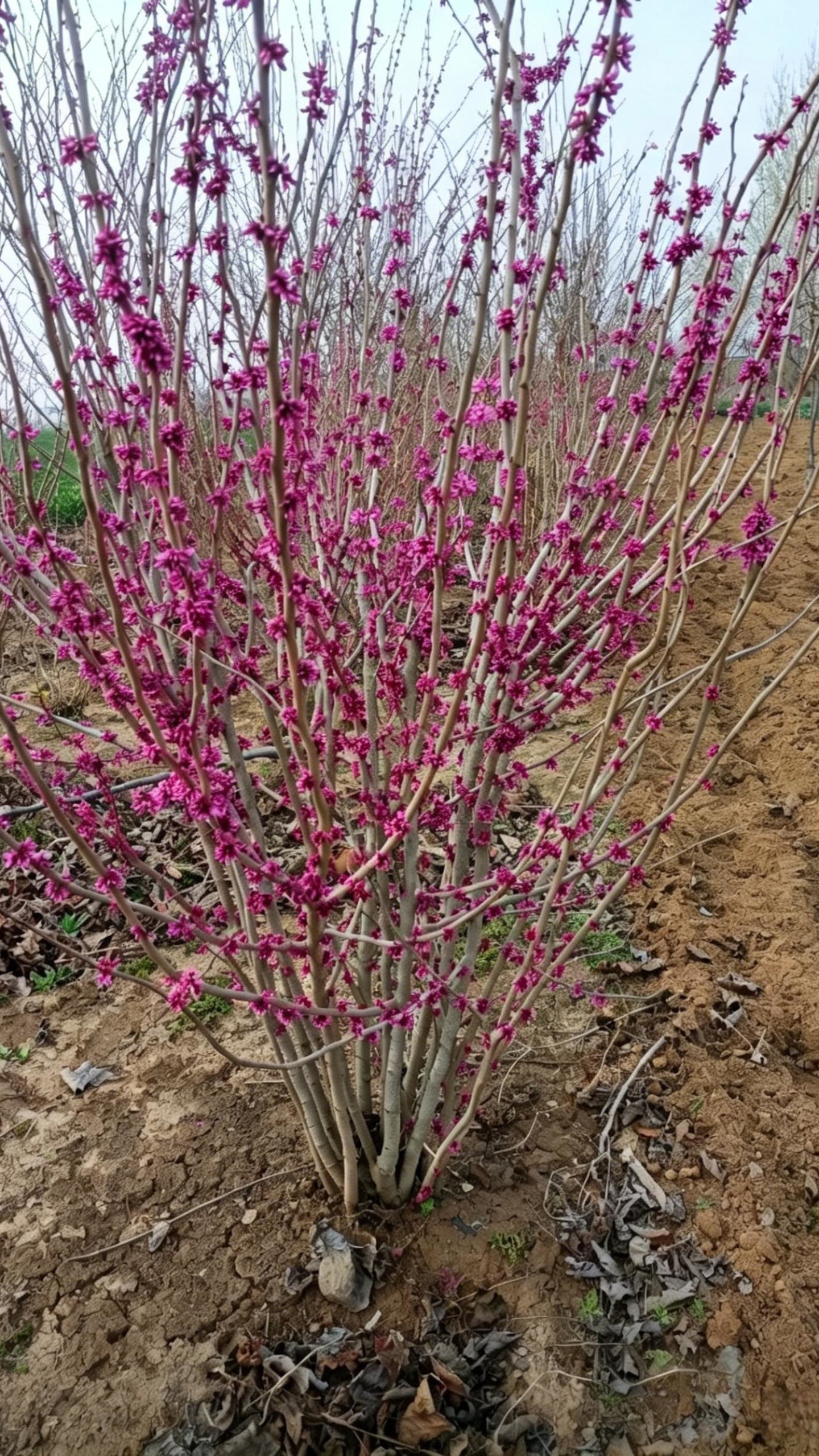Standard Chinese Redbud Cercis chinensis - Detail 5