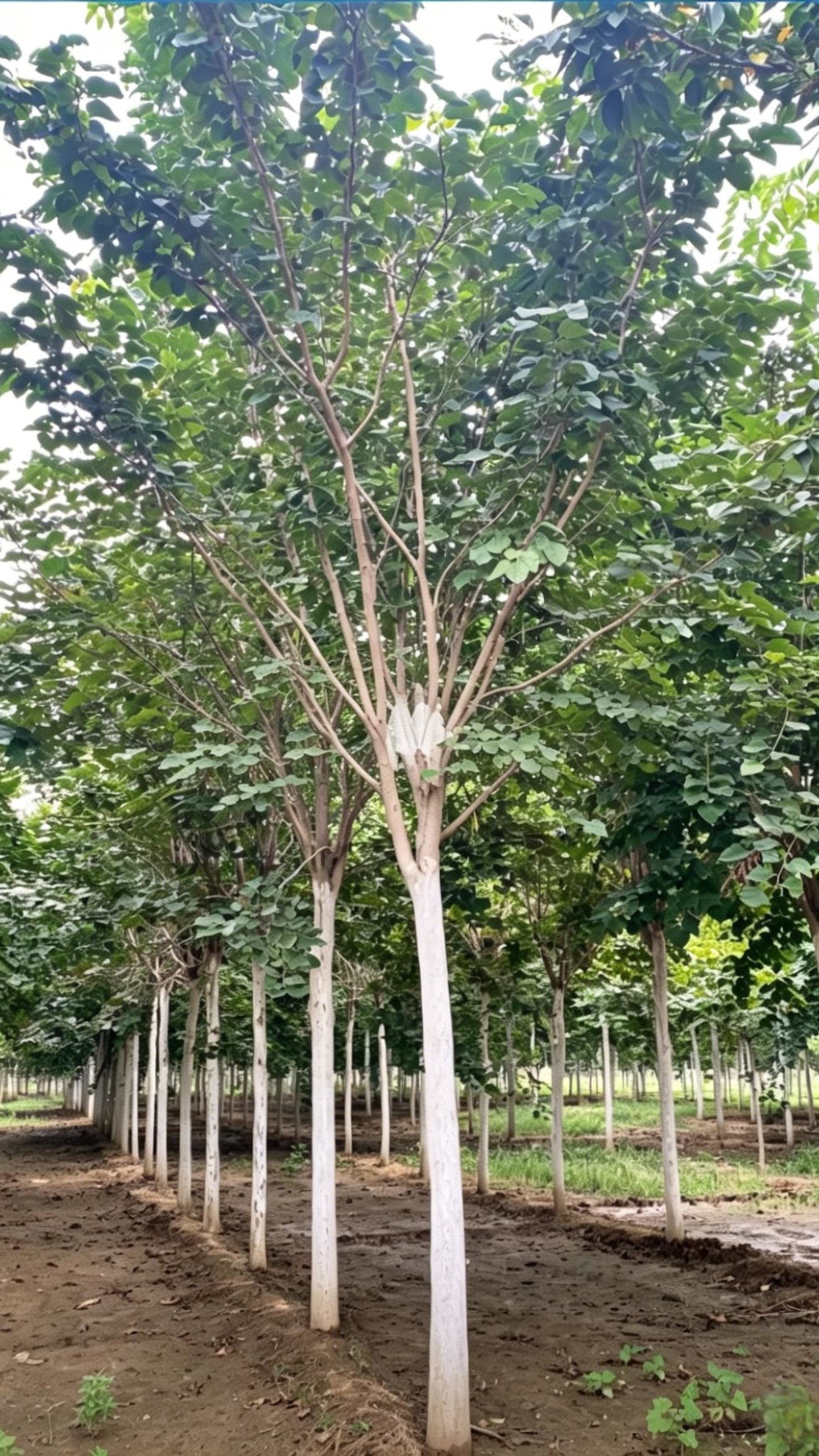 Standard Chinese Redbud Cercis chinensis - Detail 7