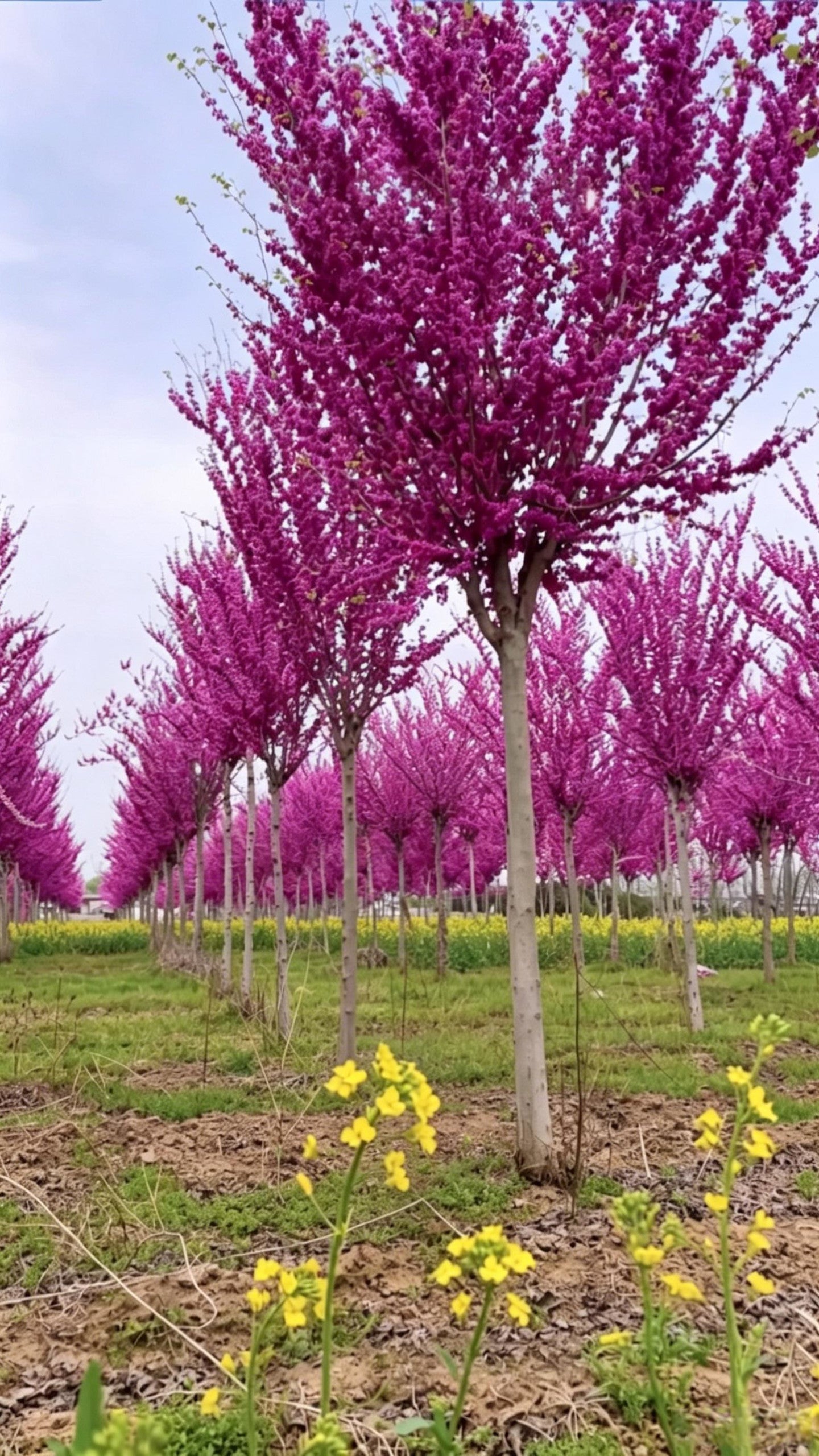 Standard Chinese Redbud Cercis chinensis - Main