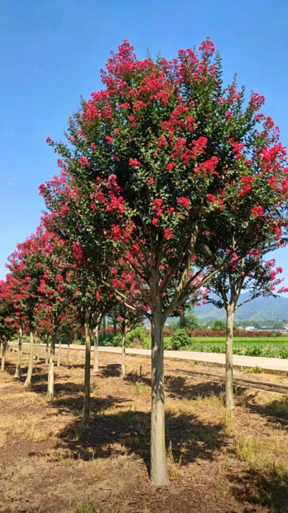 Standard Crape Myrtle Lagerstroemia indica - Detail 1