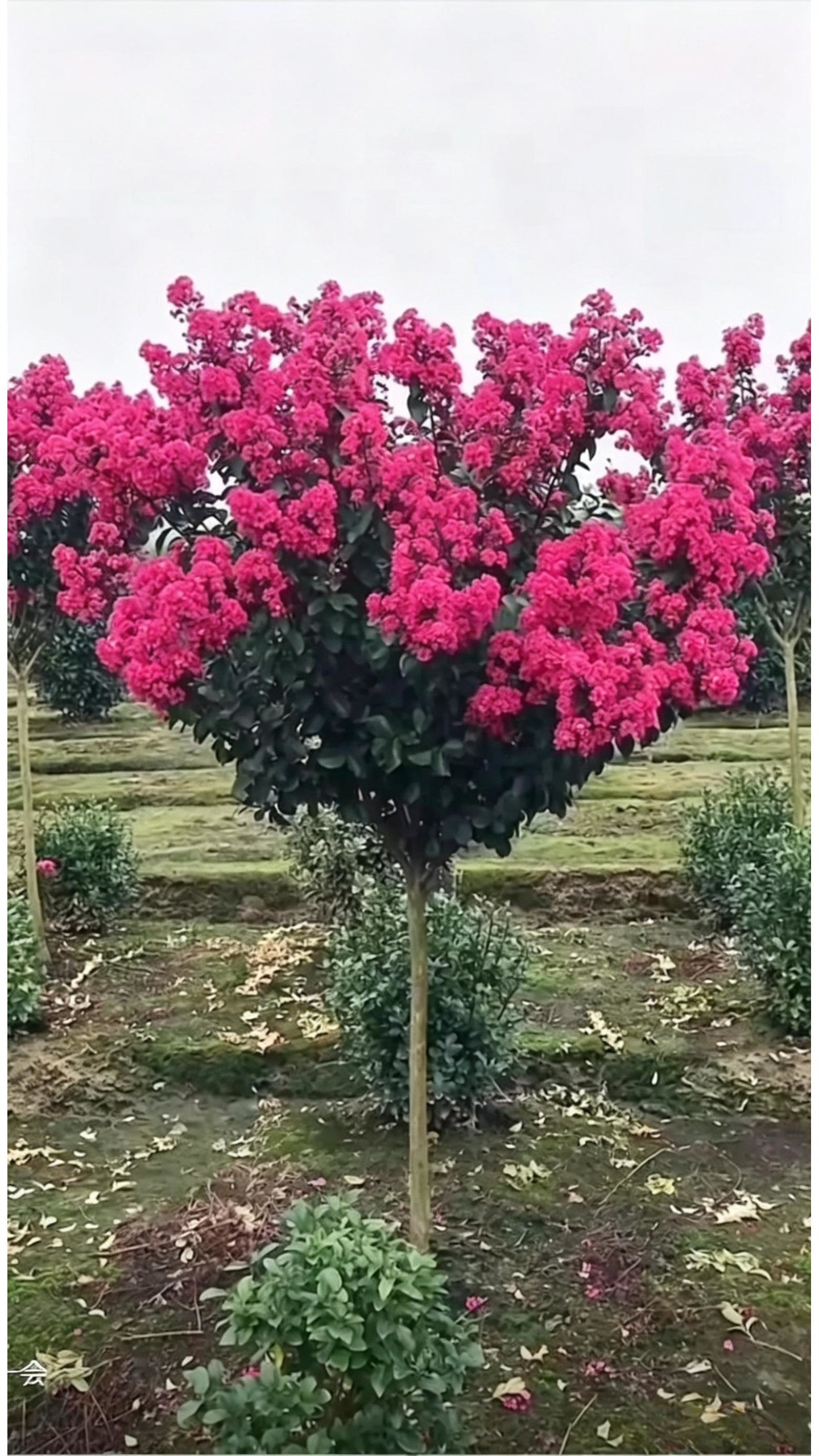 Standard Crape Myrtle Lagerstroemia indica - Detail 2