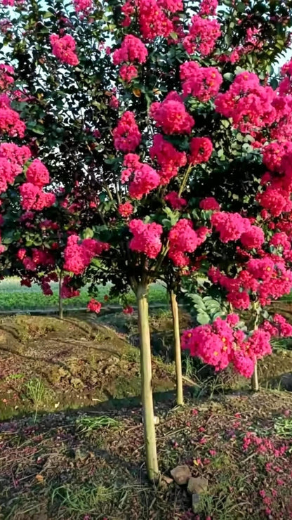 Standard Crape Myrtle Lagerstroemia indica - Detail 3