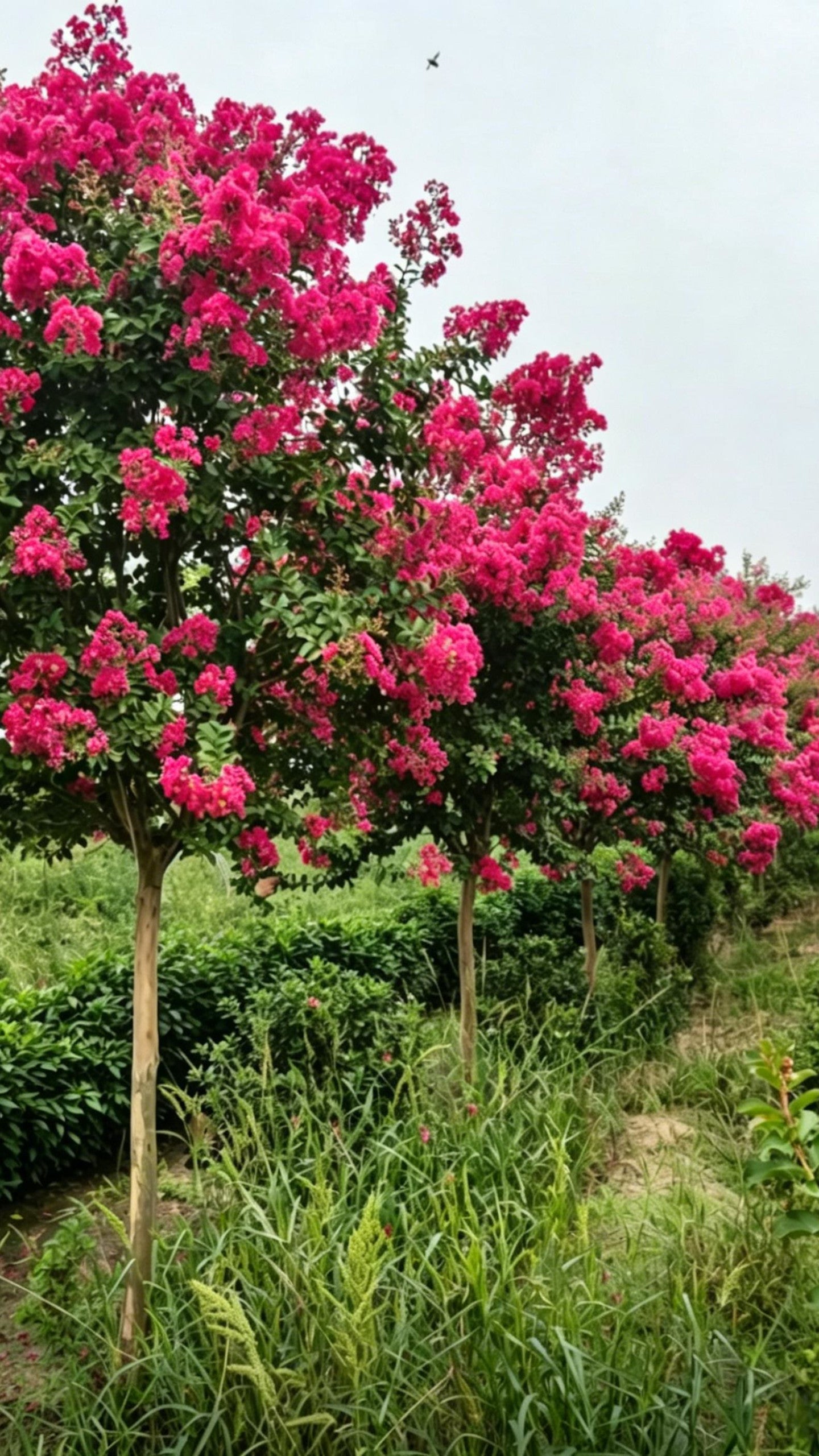 Standard Crape Myrtle Lagerstroemia indica - Detail 4