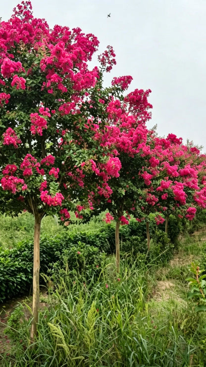 Standard Crape Myrtle Lagerstroemia indica - Detail 4