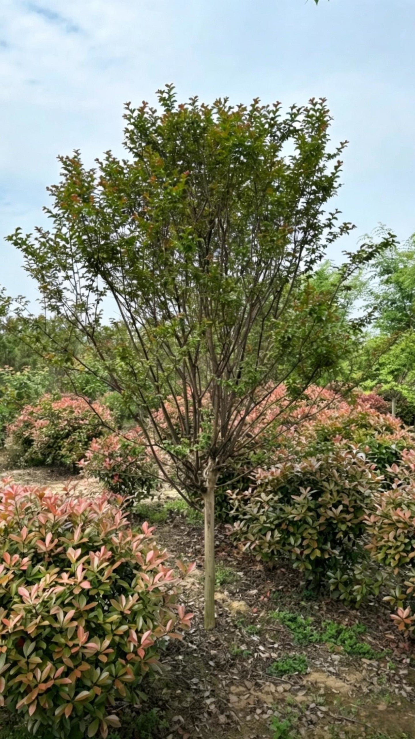 Standard Crape Myrtle Lagerstroemia indica - Detail 5
