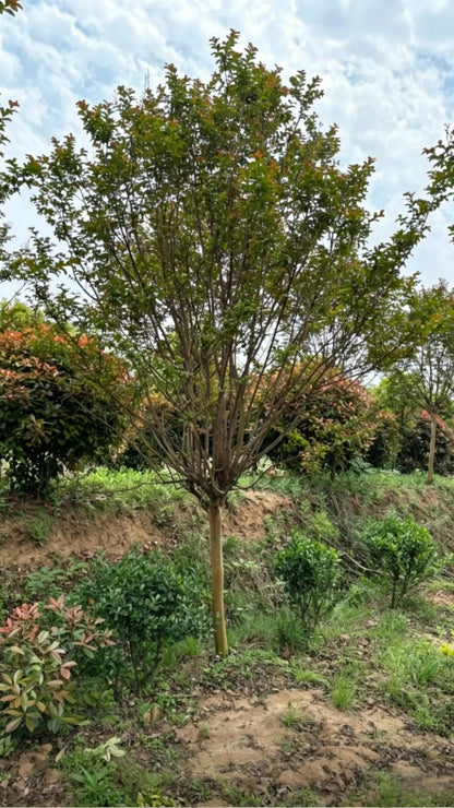 Standard Crape Myrtle Lagerstroemia indica - Detail 8