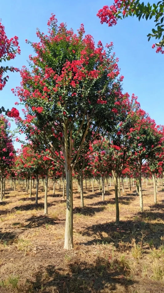 Standard Crape Myrtle Lagerstroemia indica - Main