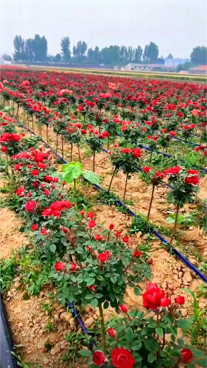 Standard Rose Tree Rosa hybrida - Detail 4