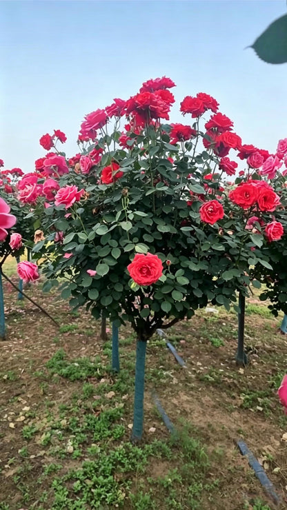 Standard Rose Tree Rosa hybrida - Main