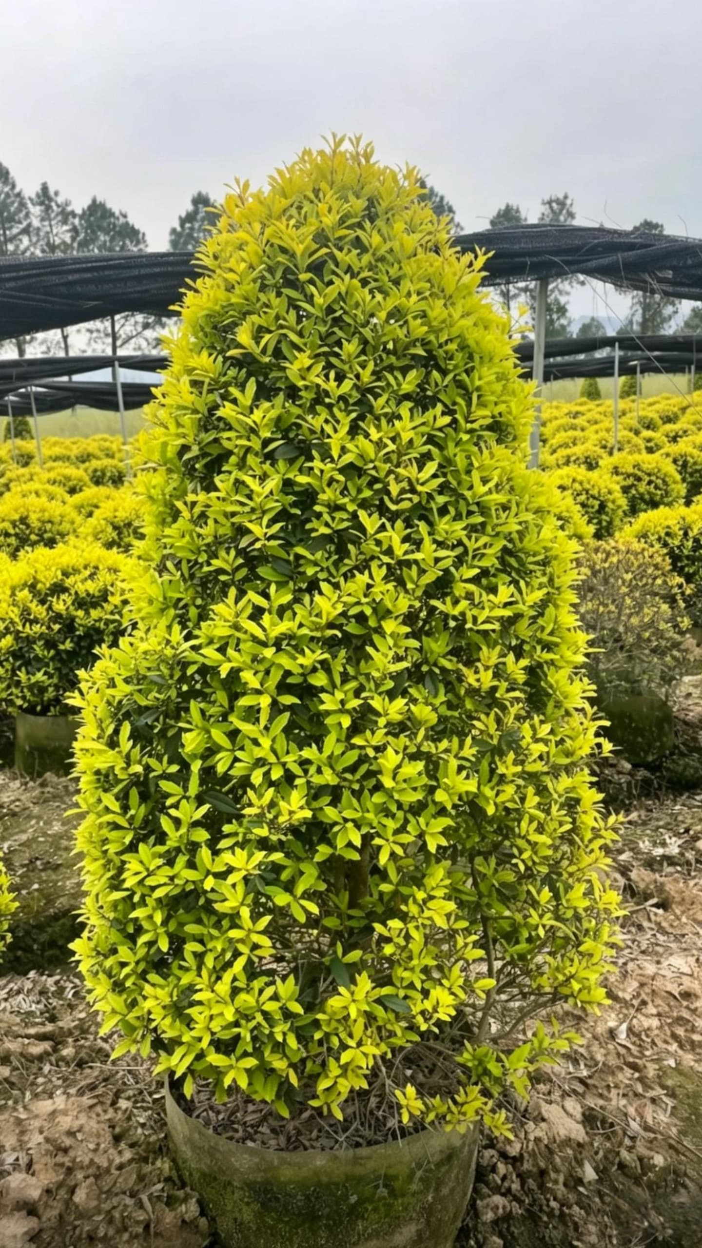 Падуб Санни Фостер шаровидный (Ilex x attenuata 'Sunny Foster') - Густые желто-зеленые мелкие листья, компактное ветвление, элегантная форма.