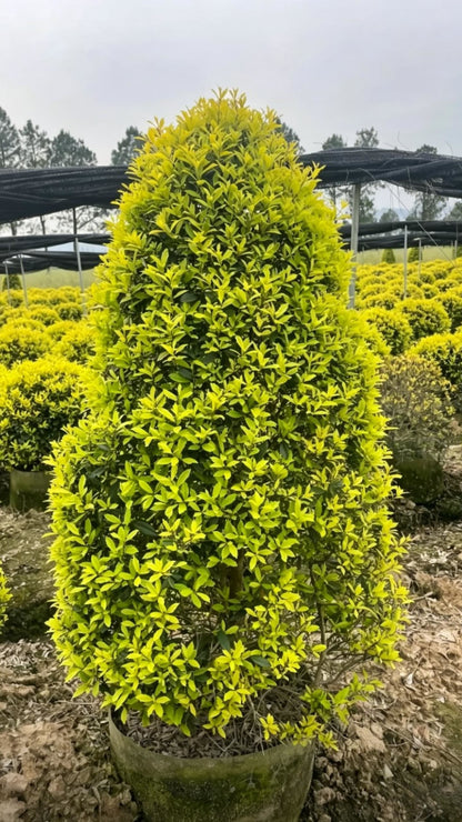 Падуб Санни Фостер шаровидный (Ilex x attenuata 'Sunny Foster') - Густые желто-зеленые мелкие листья, компактное ветвление, элегантная форма.