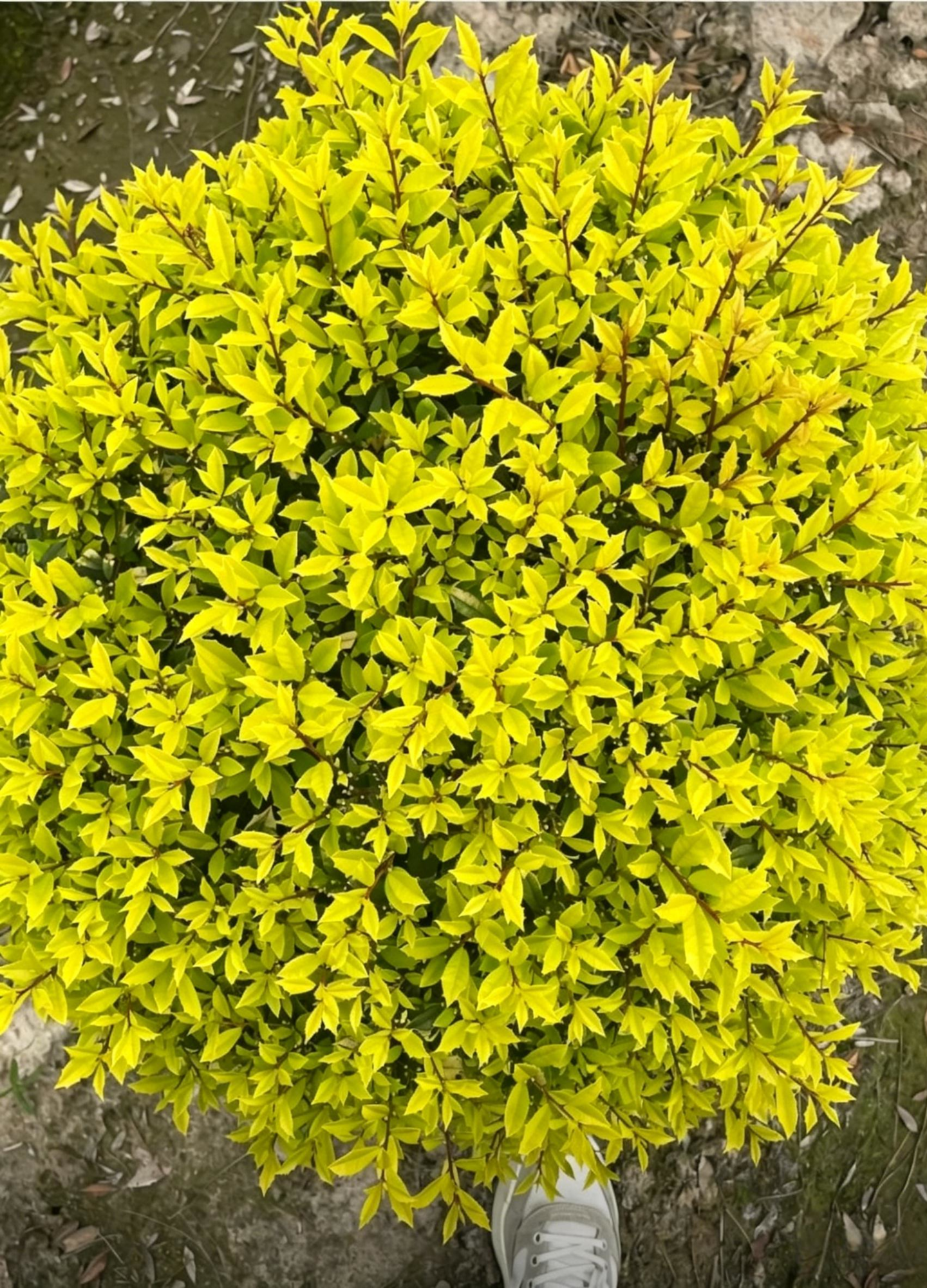 Sunny Foster Holly Ball Ilex cornuta - Main