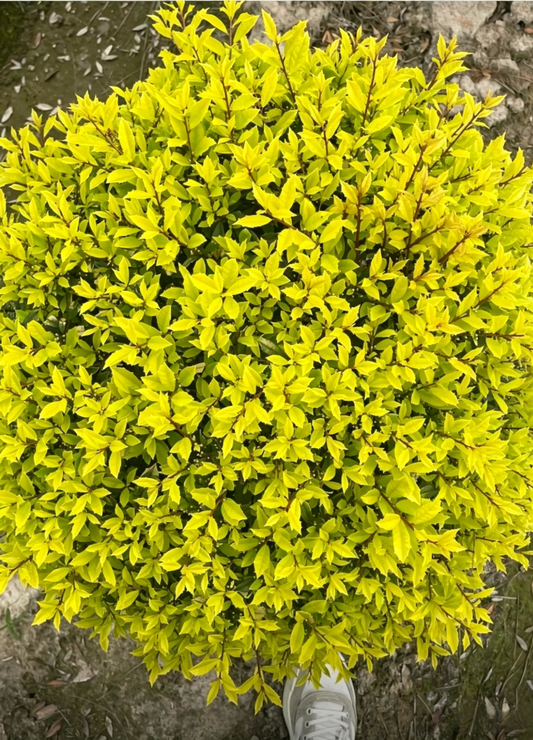 Sunny Foster Holly Ball Ilex cornuta - Main