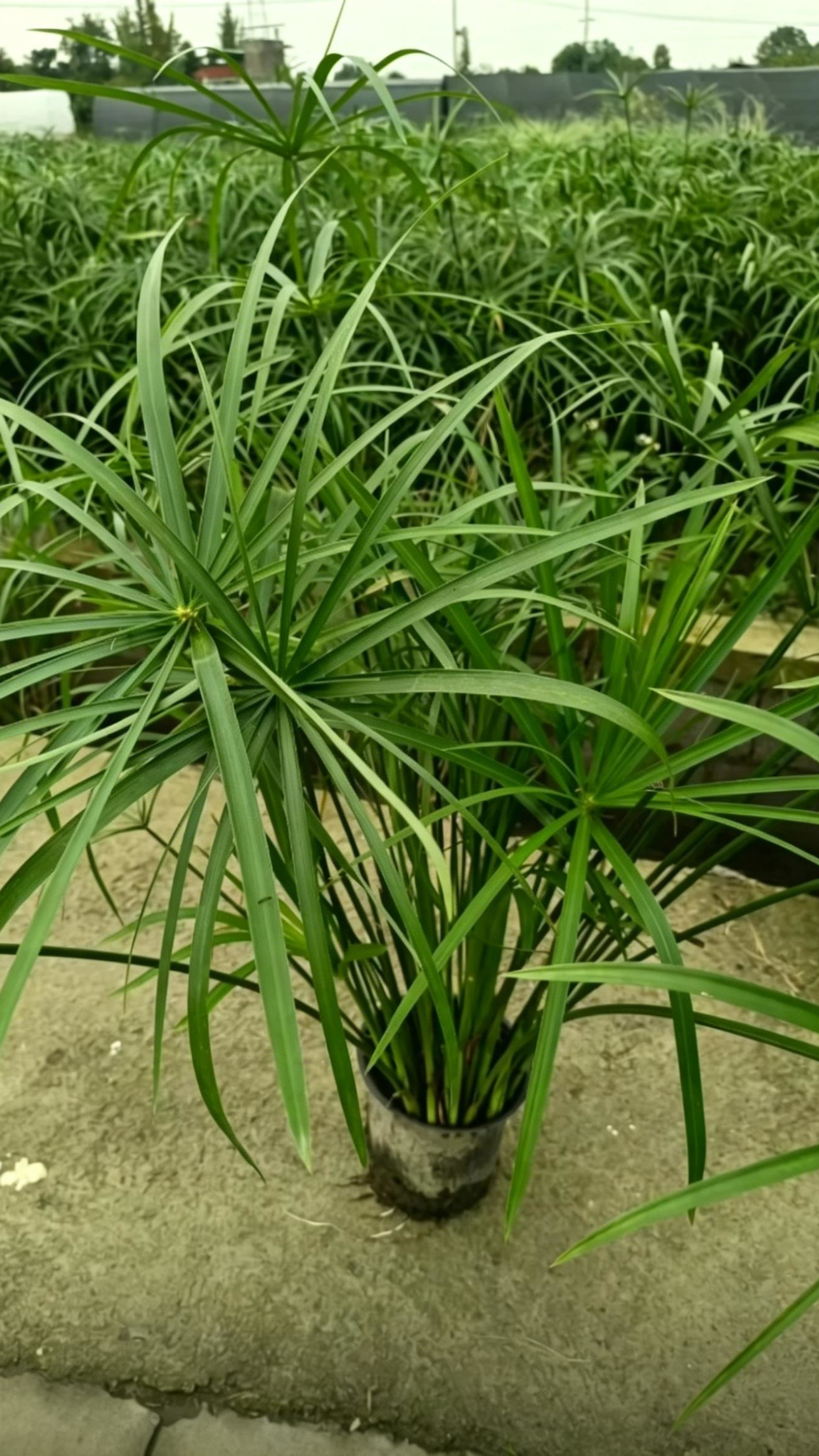 Umbrella Papyrus Cyperus alternifolius - Detail 3