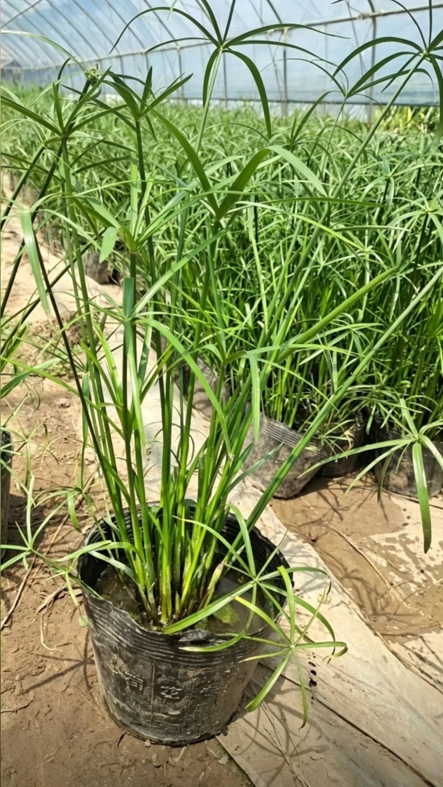 旱伞草(Cyperus alternifolius) - 温棚内单株盆栽展示，黑色软塑营养钵栽植，背景可见其他植株和拱棚骨架结构