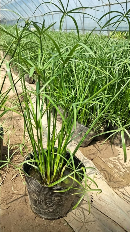 旱伞草(Cyperus alternifolius) - 温棚内单株盆栽展示，黑色软塑营养钵栽植，背景可见其他植株和拱棚骨架结构