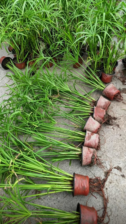 旱伞草(Cyperus alternifolius) - 起苗待运状态，多株旱伞草连营养钵斜向摆放根部裸露，准备打包发货