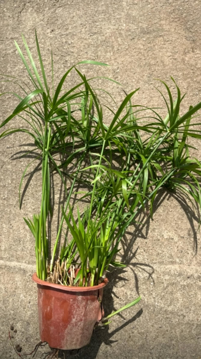 Umbrella Papyrus Cyperus alternifolius - Detail 6
