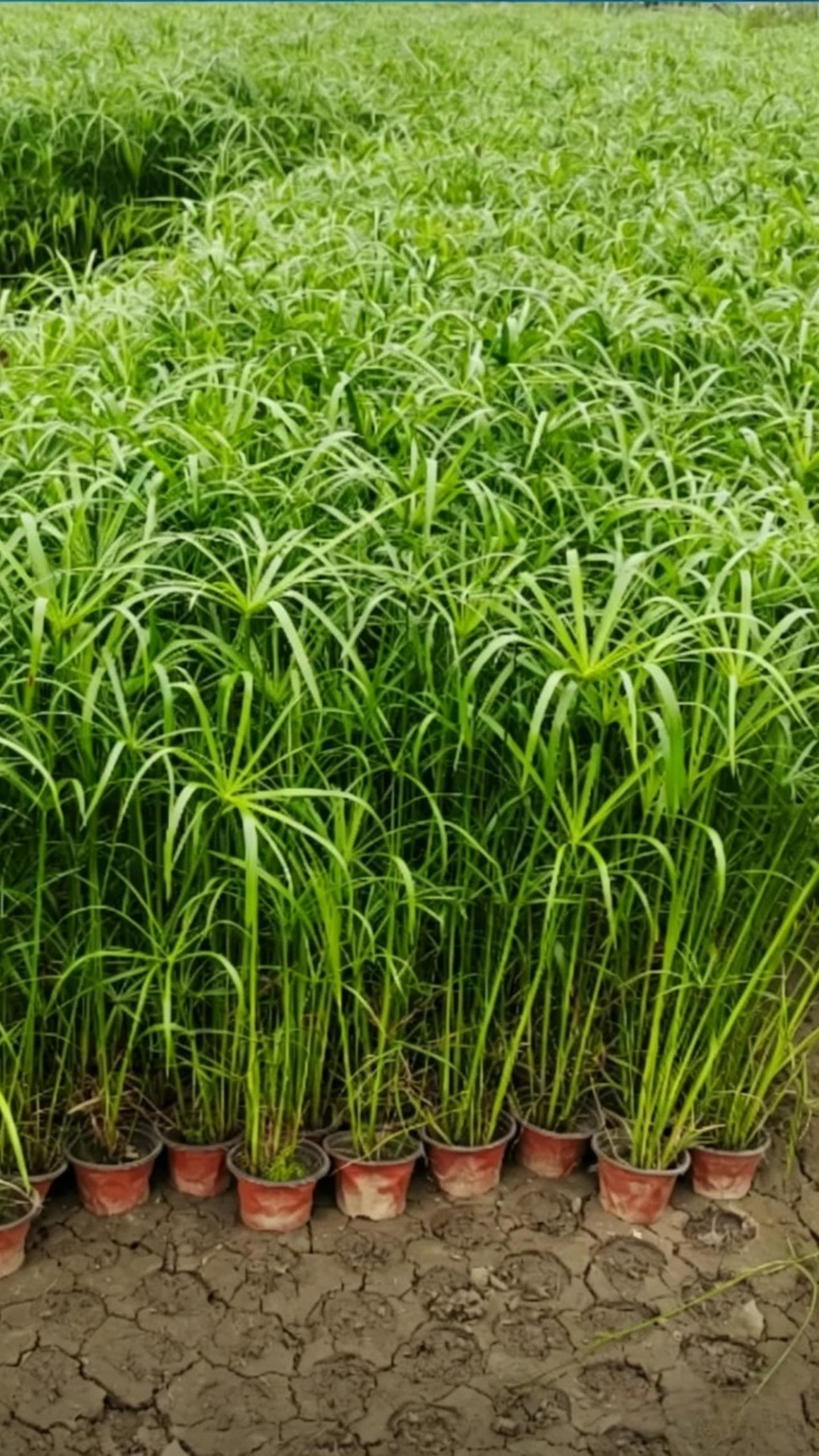 Umbrella Papyrus Cyperus alternifolius - Main