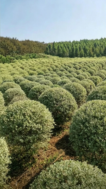 Variegated Privet Ball Ligustrum sinense 'Variegatum' - Detail 1