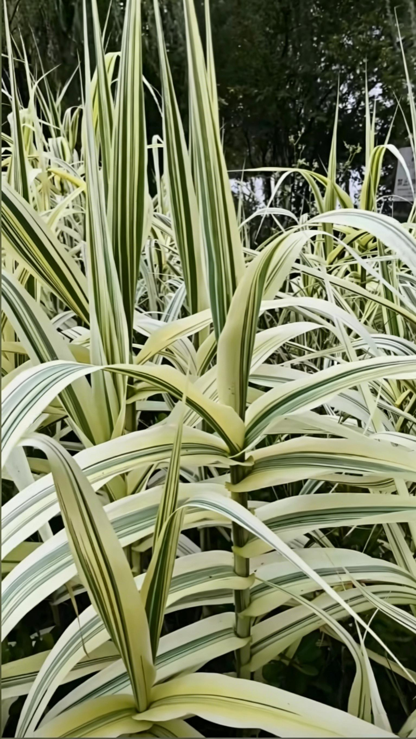 Variegated Reed Arundo donax - Detail 1