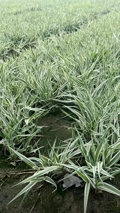 Variegated Reed Arundo donax - Detail 2