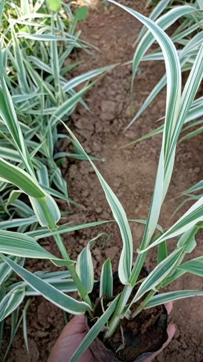 Variegated Reed Arundo donax - Detail 3