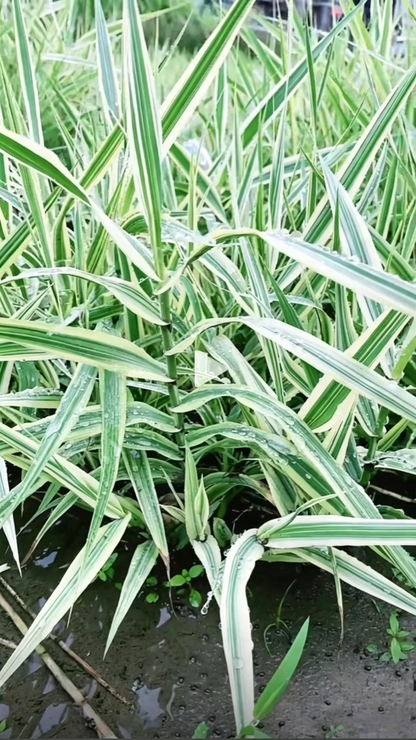 Variegated Reed Arundo donax - Detail 4