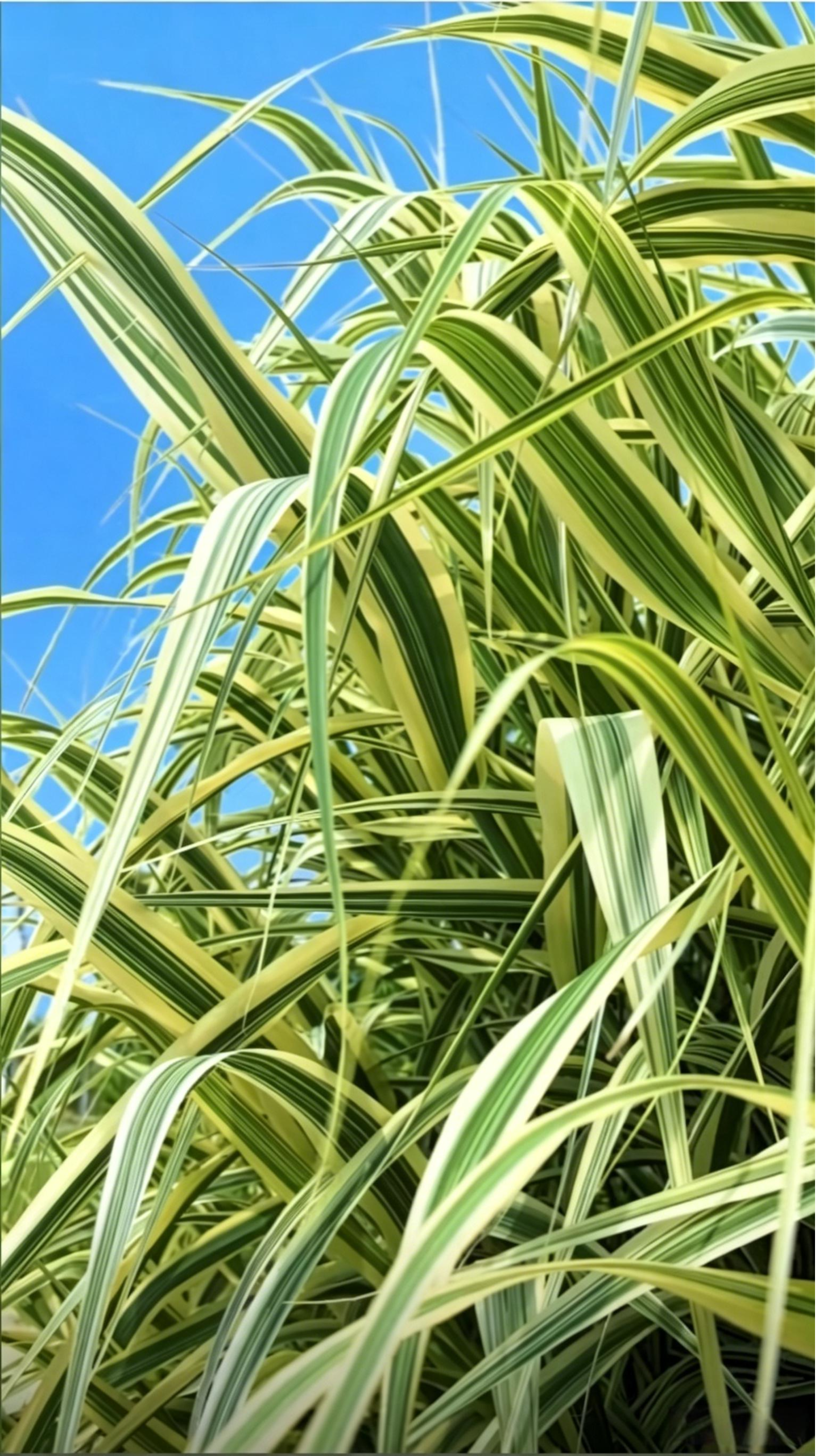 Variegated Reed Arundo donax - Main