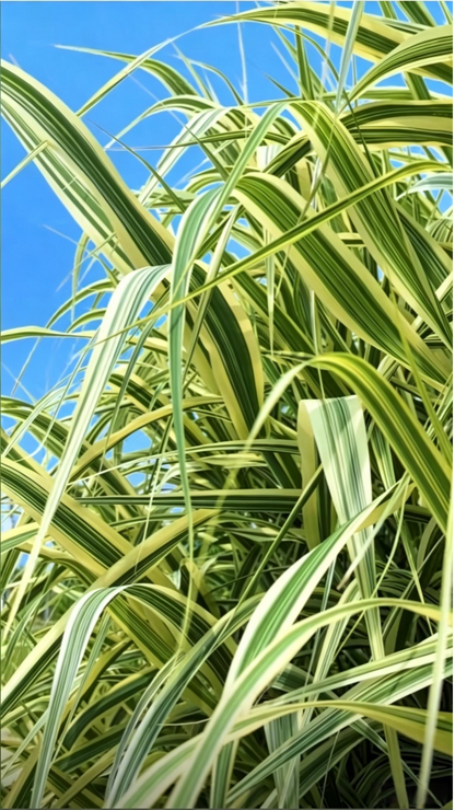 Variegated Reed Arundo donax - Main